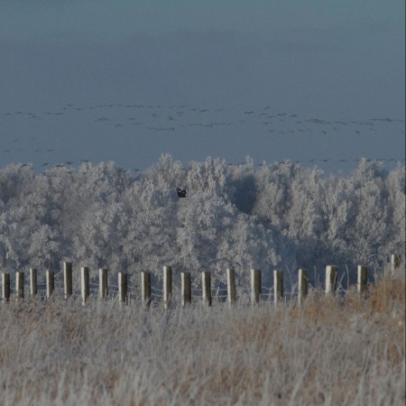Kungsörn i fjärran  Foto:Kerstin Martinsson